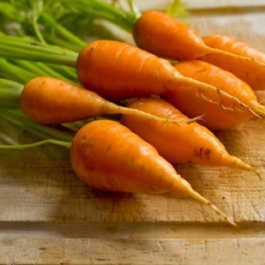 A close up of 'Chantenay Red Core' carrots with short stubby roots, and green foliage still attached, set on a wooden surface.
