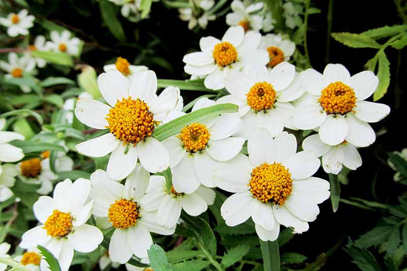 A close up of the white flowers of the Melampodium leucanthum plant, with yellow centers and light green foliage on a soft focus background.