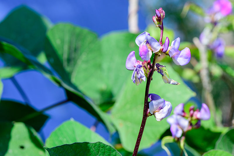 A close up of a purple branch with light purple flowers of the Lablab purpureus vine, surrounded by large green leaves in soft focus in the background.