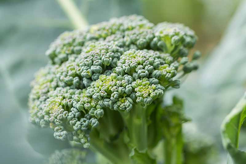 A close up of a floret of broccoli that has separated from the head as it starts to flower, set on a soft focus background.