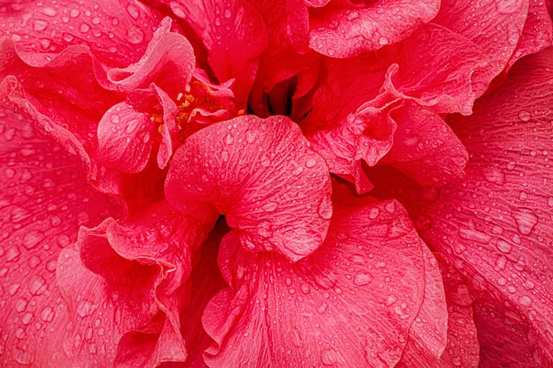 A close up macro picture of the petals of a bright red flower sprinkled with water droplets.