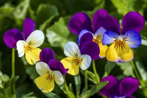 39 of the Best Violet Varieties