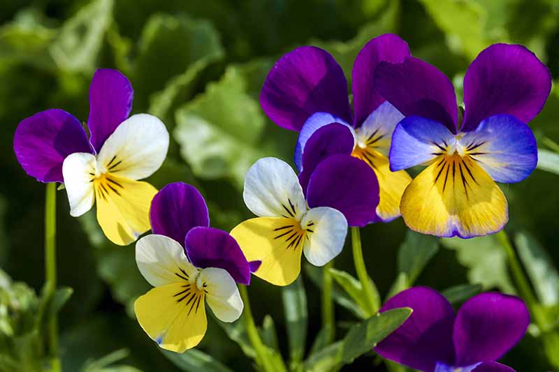 A close up of different colored violets growing in the garden in bright sunshine growing in the garden.