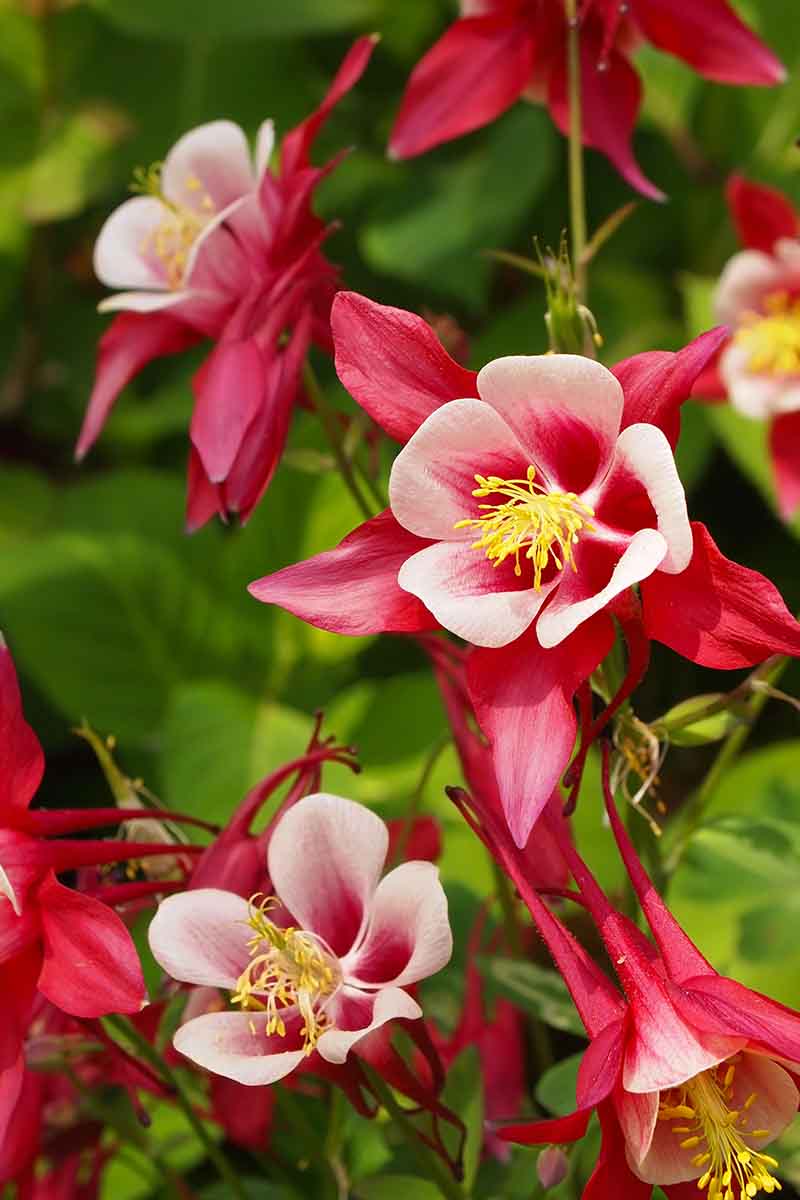 A vertical close up of columbine flowers in red and pink, with yellow centers, growing in the garden on a soft focus background.