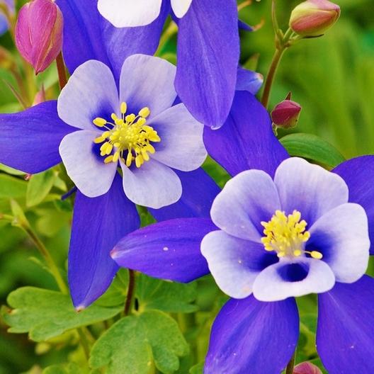 A close up square image of 'Blue Star' columbine flowers in bloom.