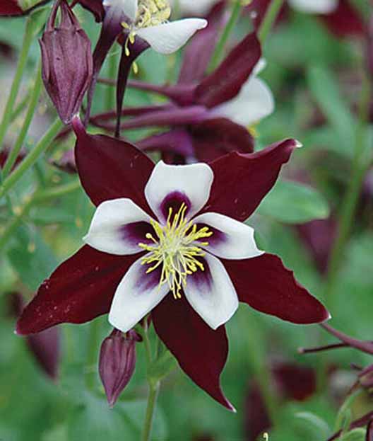 A close up square image of Swan Burgundy And White Columbine flowers in bloom.