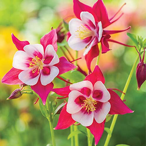 A close up of white, red, and pink columbine flowers in the sunshine on a soft focus background.