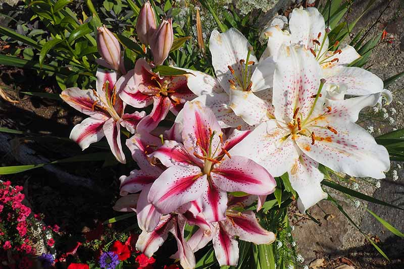A close up top down picture of lily flowers growing in a container in the garden. To the left of the frame the flowers are bi-colored light and dark pink, to the right are white flowers with light pink spots.