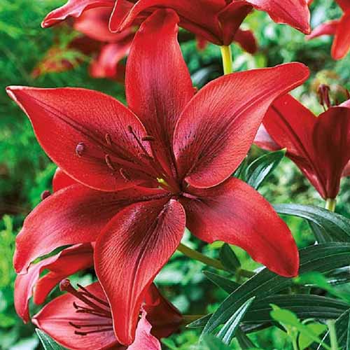 A close up of the bright red flower of the 'Corleone' lily showing deep red petals that gradually fade to a scarlet red at the edges, pictured growing in the garden, surrounded by foliage in soft focus in the background.
