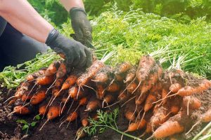 A close up of hands from the right of the frame holding a knife and cutting the tops off from freshly harvested carrots, with soil still attached to the roots, in bright sunshine fading to soft focus in the background.