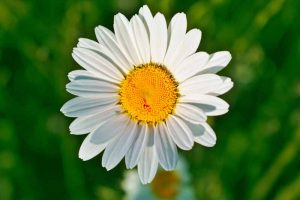 Close up photo of an English daisy flower head in bloom.