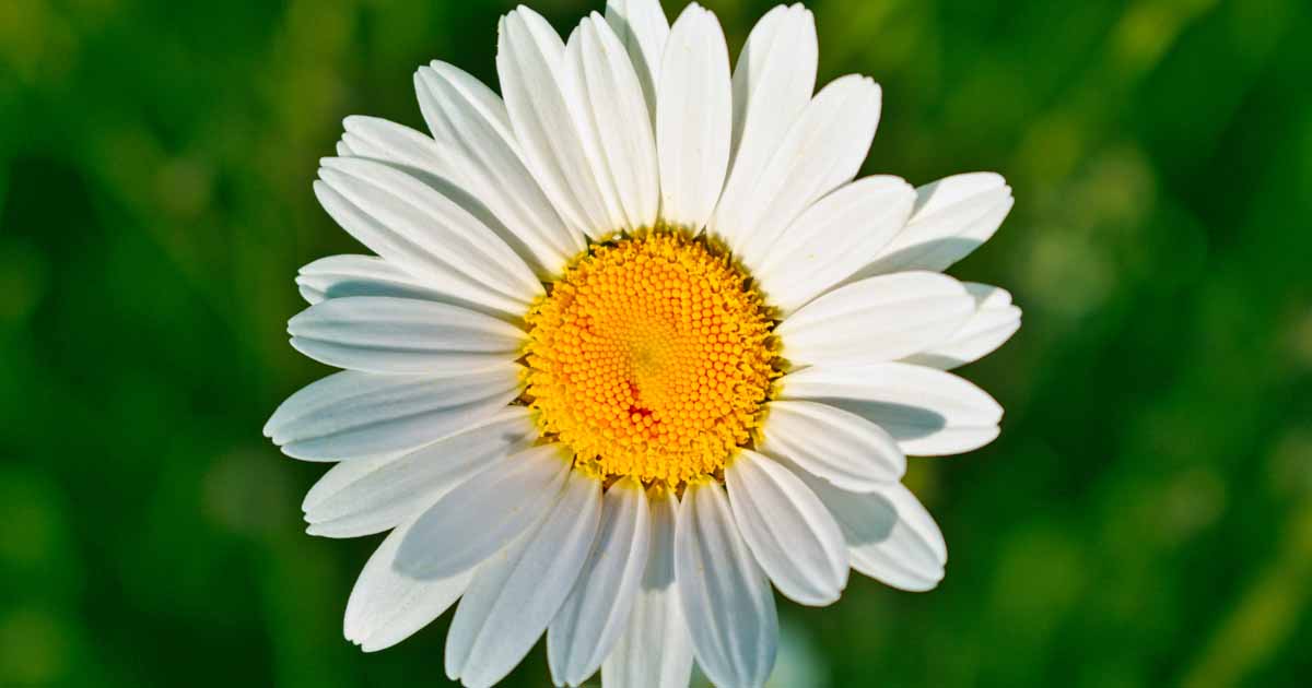 Daisy Taxonomy Cultivation Growing Guides Gardener S Path
