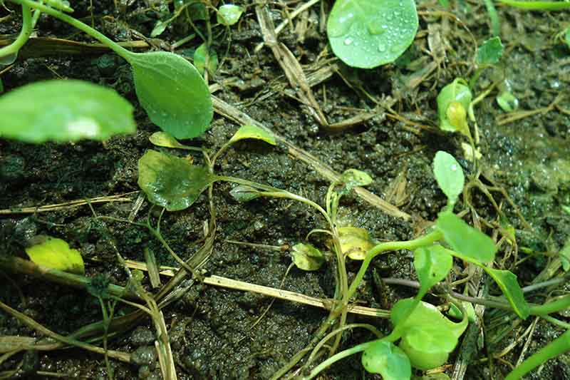 A close up of seedlings afflicted by damping off on a slimy soil background.
