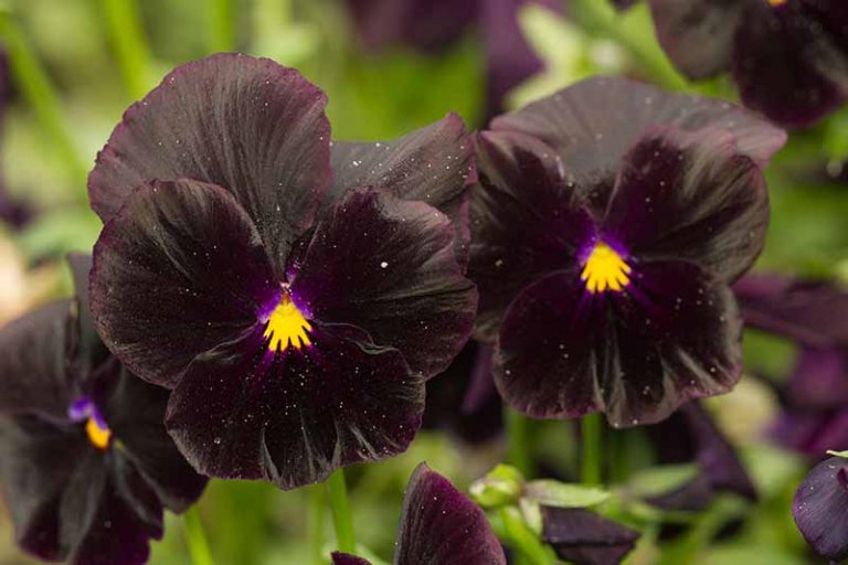 39 of the Best Violet Varieties | Gardener’s Path