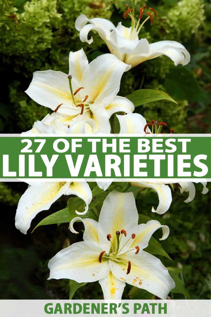 A vertical picture with a cluster of white and yellow bicolored lilies growing in the garden on a soft focus green background. To the center and bottom of the frame is green and white text.