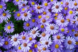 A close up of the bright purple flowers of the perennial aster plant, growing in the garden in light sunshine.