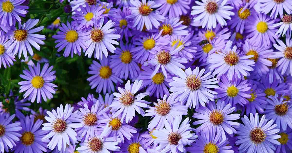When And How To Divide Perennial Asters Gardener S Path