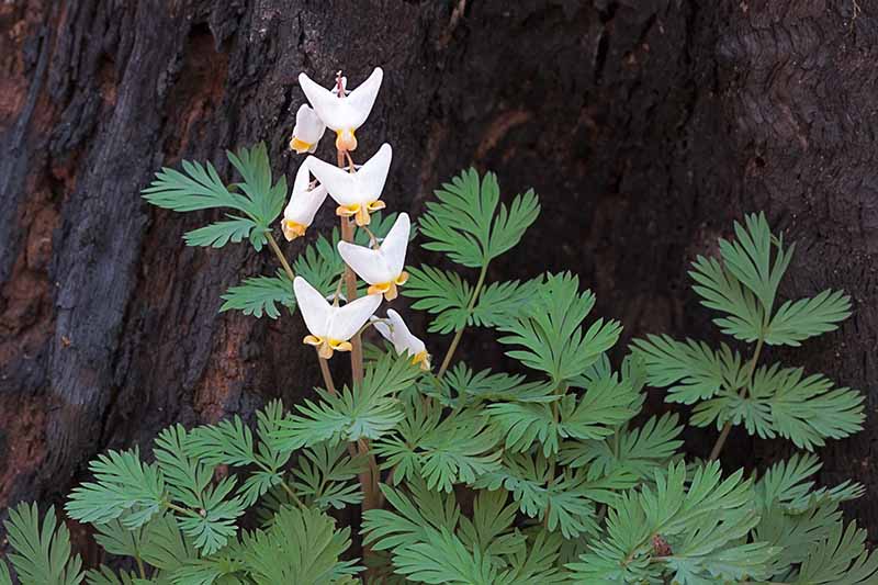 A close up of the dainty white Dutchman's breeches flower with delicate foliage and a large tree trunk in the background.