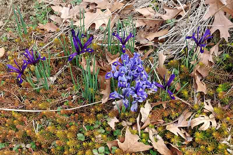 A close up of the small blue flowers of the early dwarf iris, growing in the garden surrounded by fallen leaves.