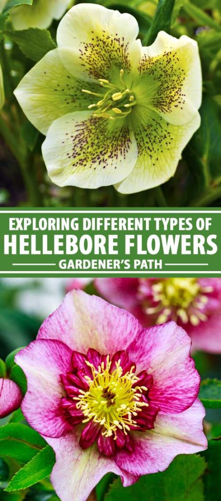A collage of photos showing different types and colors of hellebore flowers.