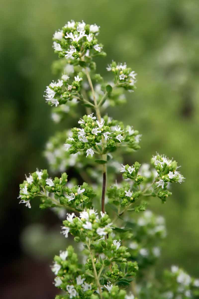 A close up vertical picture of a Origanum vulgare plant that has started flowering with delicate, tiny white blooms on a green soft focus background.