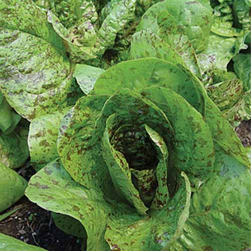 A close up top down picture of the 'Forellenschluss' lettuce variety with large green leaves flecked with burgundy, growing in the garden with soil in soft focus in the background.