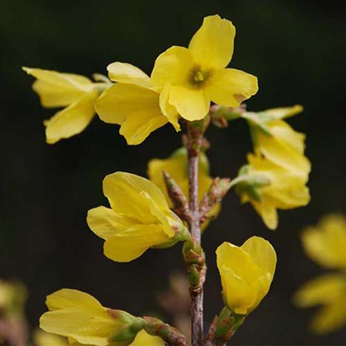 A close up of the small yellow flowers of forsythia, an early spring bloomer, on a dark soft focus background.