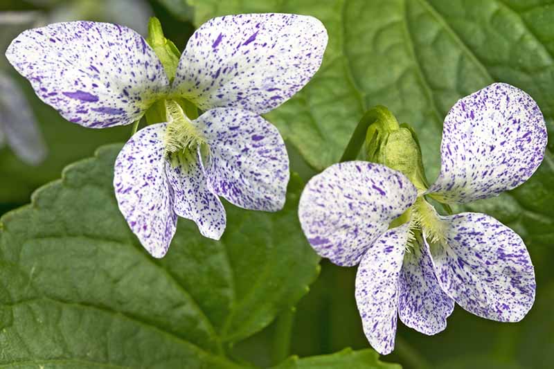 A close up of the small white and blue speckled flowers of the 'Freckles' viola variety with foliage in the background in soft focus.