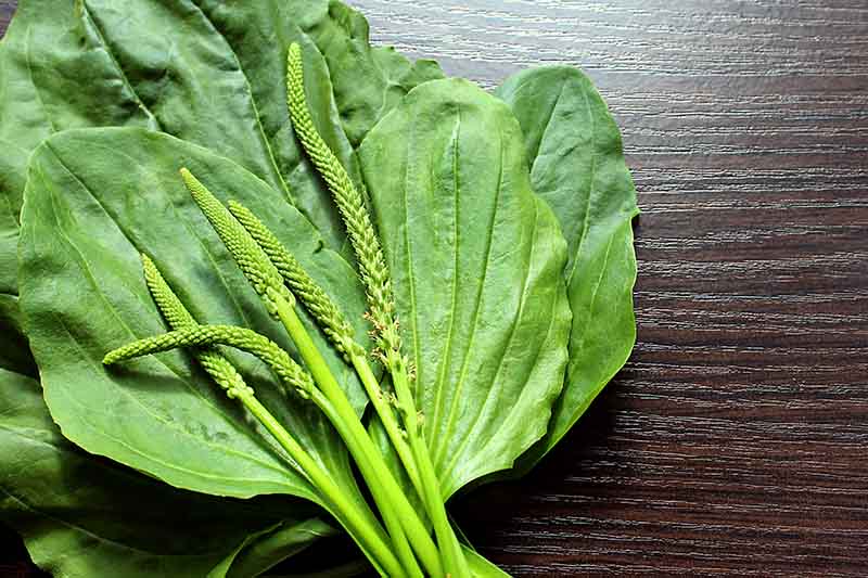 A close up of large flat green leaves and upright flower stalks of the plantain herb set on a dark wooden surface.