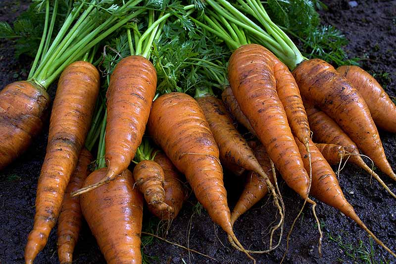 A close up of carrots that have just been harvested from the garden and washed, with the foliage still intact, set on dark rich garden soil.