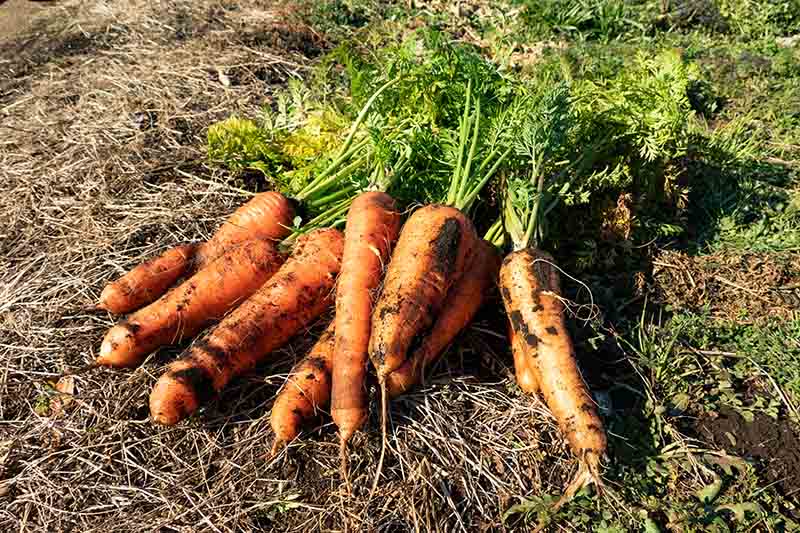 A close up of freshly harvested carrots set on the ground in the bright sunshine in the garden.