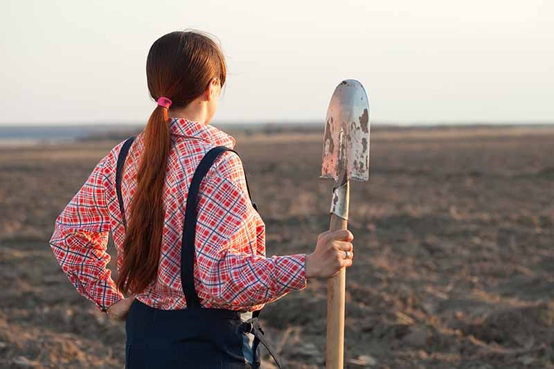 A gardener holding a spade looks out over a freshly tilled field in light sunshine.