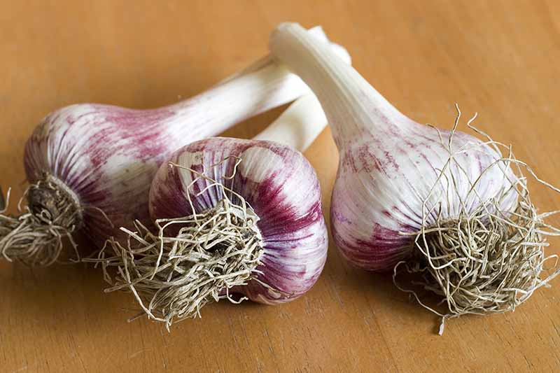 A close up of three Allium sativum bulbs, with the scapes removed and dried roots still attached, set on a wooden surface.