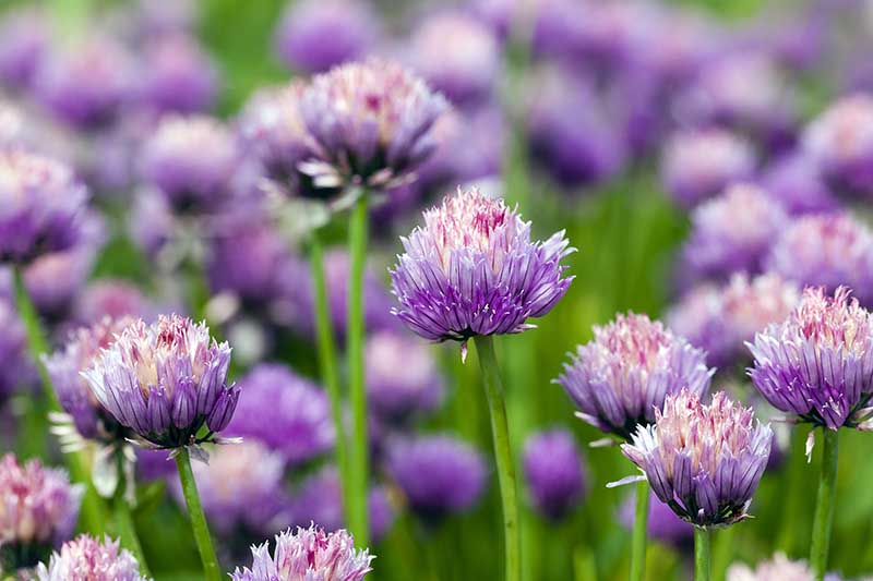 A close up of bright purple Allium sativum flowers growing in the garden fading to soft focus in the background.