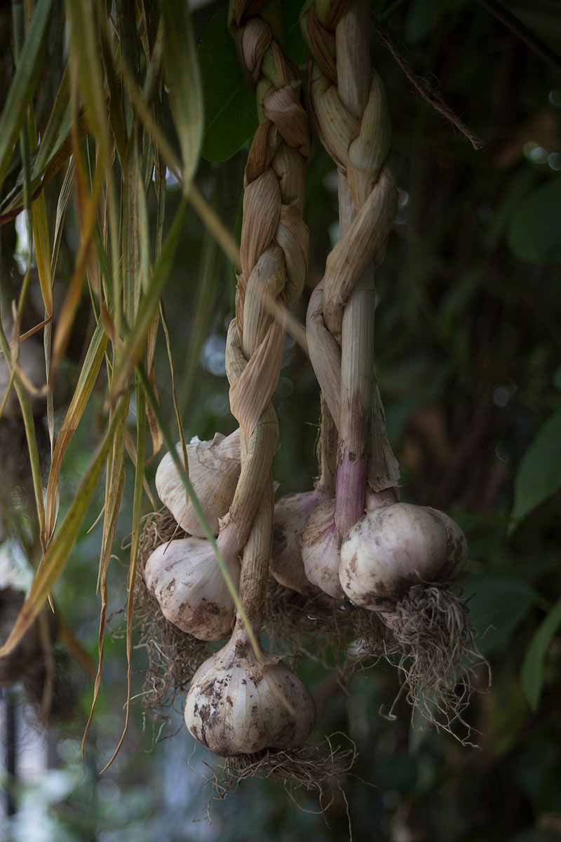 A close up vertical picture of Allium sativum with braided scapes and roots still attached, drying out.