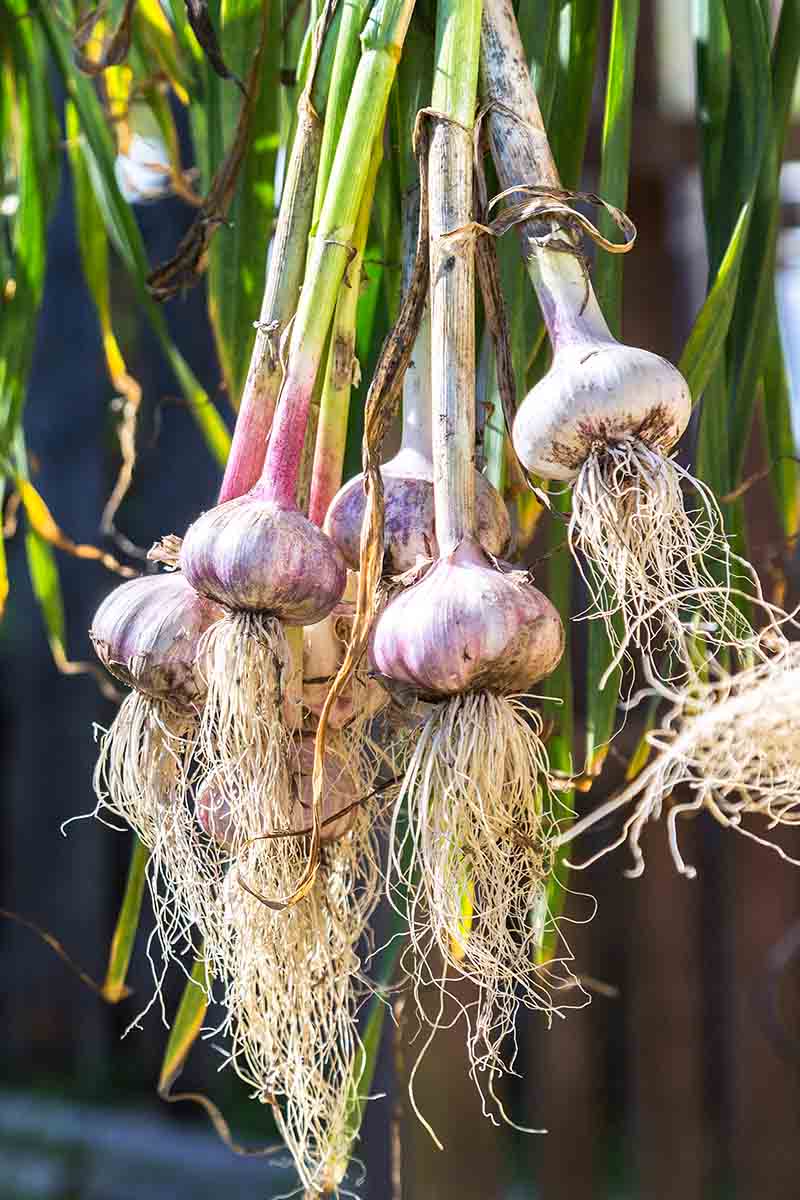 A close up vertical image of Allium sativum bulbs harvested from the garden with the roots and scapes still attached, hanging outside in the sunshine to cure.
