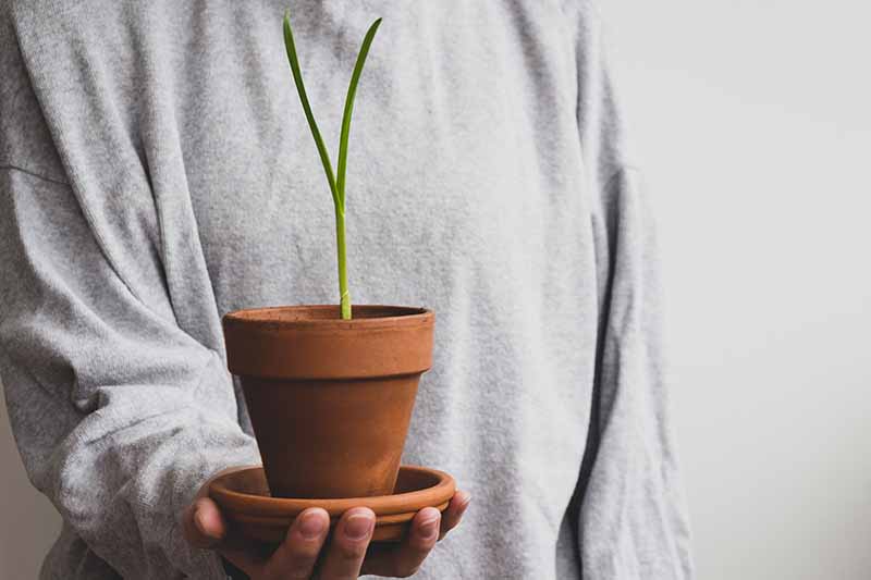 A close up of a hand holding a small terra cotta pot containing one single Allium sativum plant with an upright green stalk.
