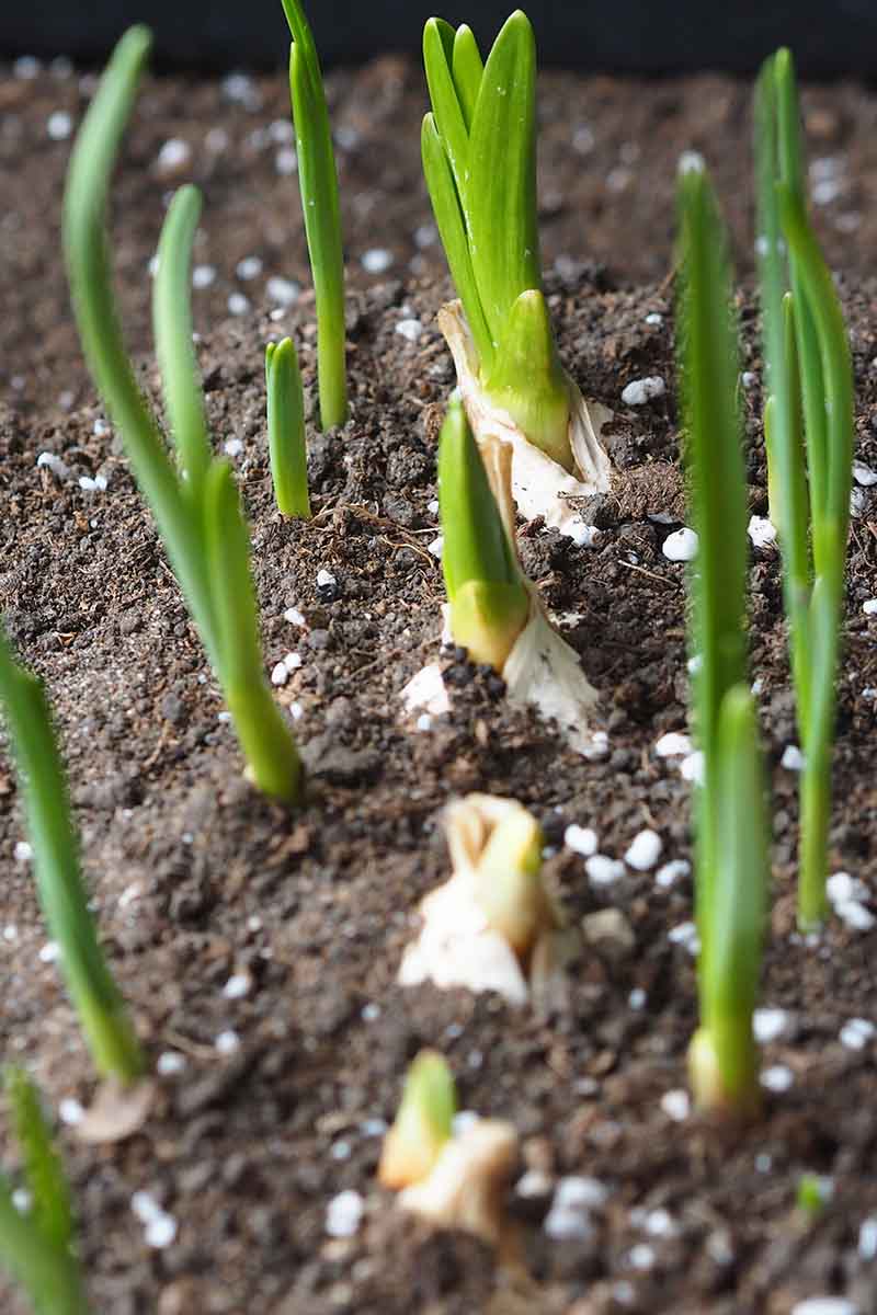 A vertical picture of Allium sativum shoots just starting to poke through the soil in a container garden.