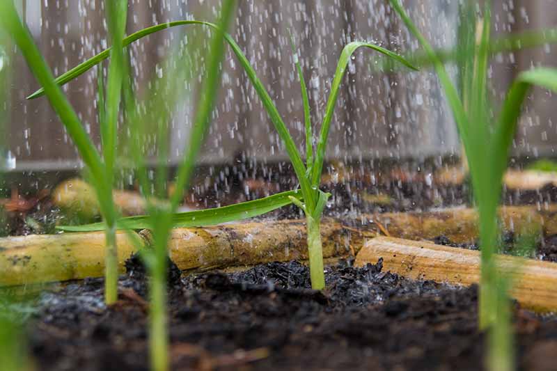 A close up of Allium sativum plants growing in a wooden container with raindrops falling on them, fading to soft focus in the background.