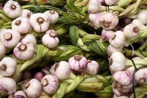 Tips for Growing Garlic in Containers
