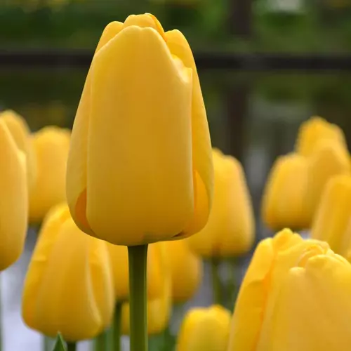 A close up square image of bright yellow 'Golden Parade' tulips growing in the garden pictured on a soft focus background.