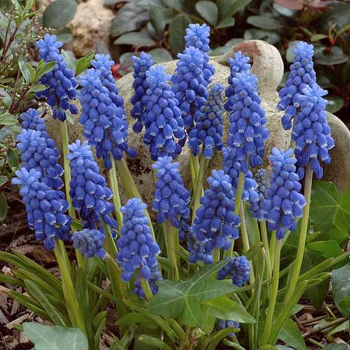 A close up of a cluster of grape hyacinth with a rock in the background, growing in the garden.