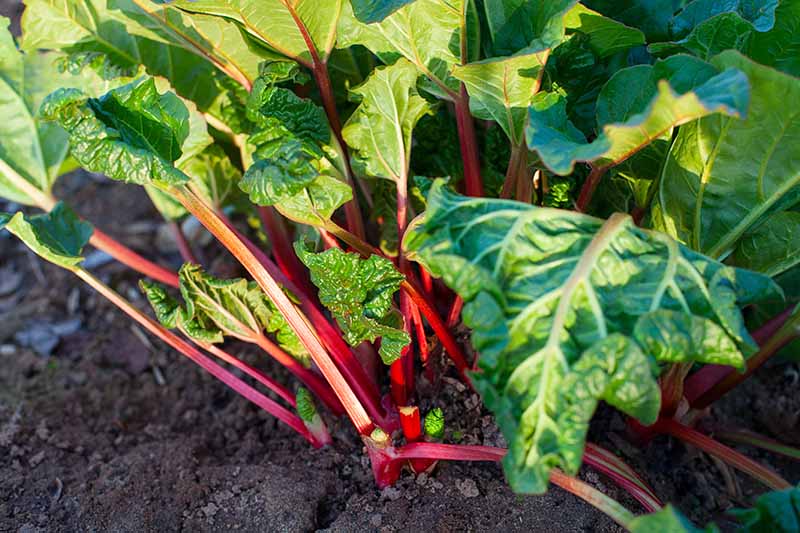 A close up of a rhubarb plant growing in the garden with bright red stalks and green foliage, in light sunshine, with rich earth around the base of the plant, fading to soft focus in the background.