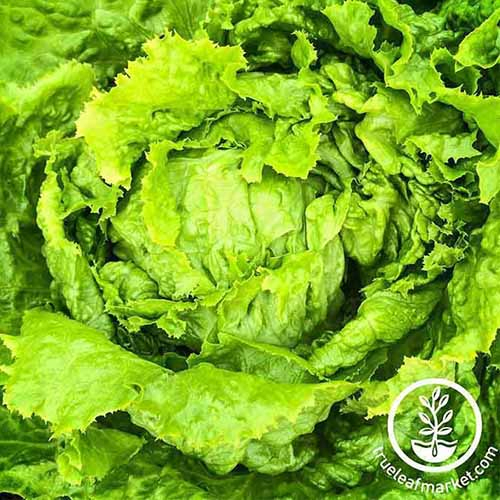 A top down close up of the green leaves and tight head of 'Hanson Improved' lettuce. To the bottom right of the frame is a white circular logo and text.
