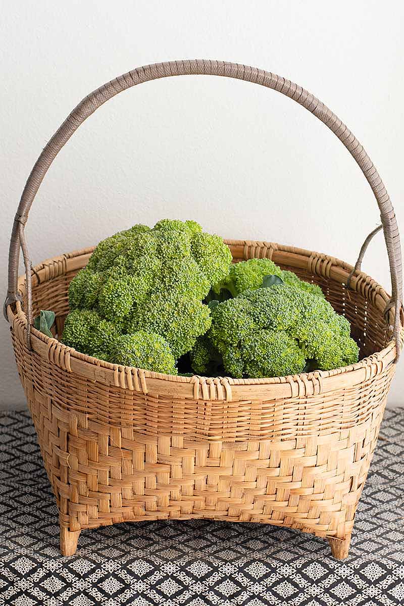 A vertical picture of a large wicker basket containing freshly harvested broccoli heads, set on a checked fabric surface on a white background.
