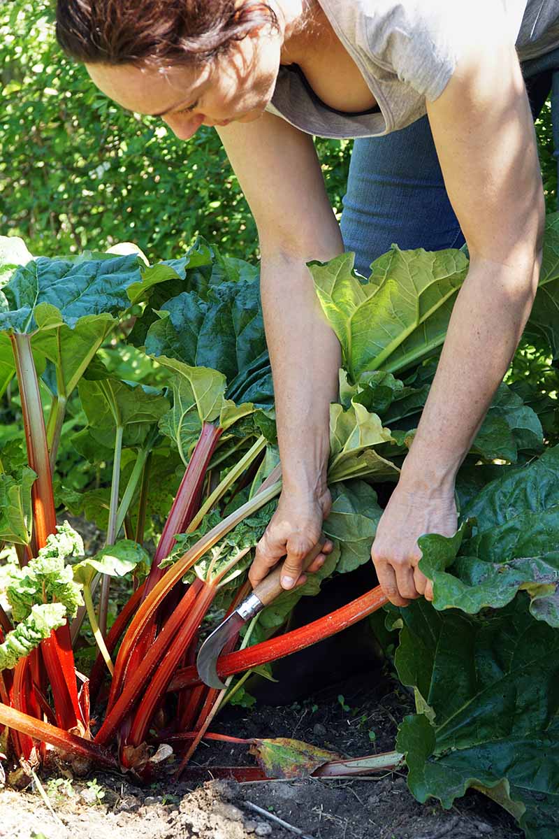 Pulling Rhubarb At Dominic Nanya Blog