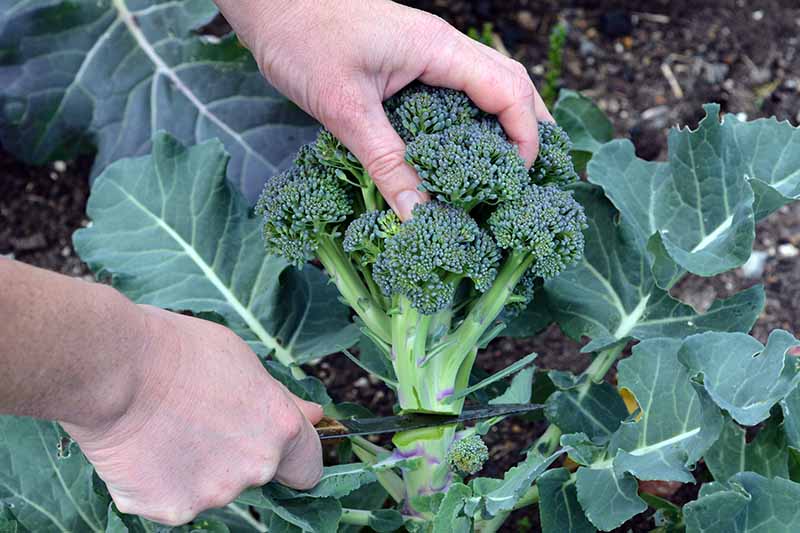 A close up of two hands from the left of the frame, one with a knife, harvesting a head of broccoli from the plant, with foliage surrounding it, and soil in soft focus in the background.