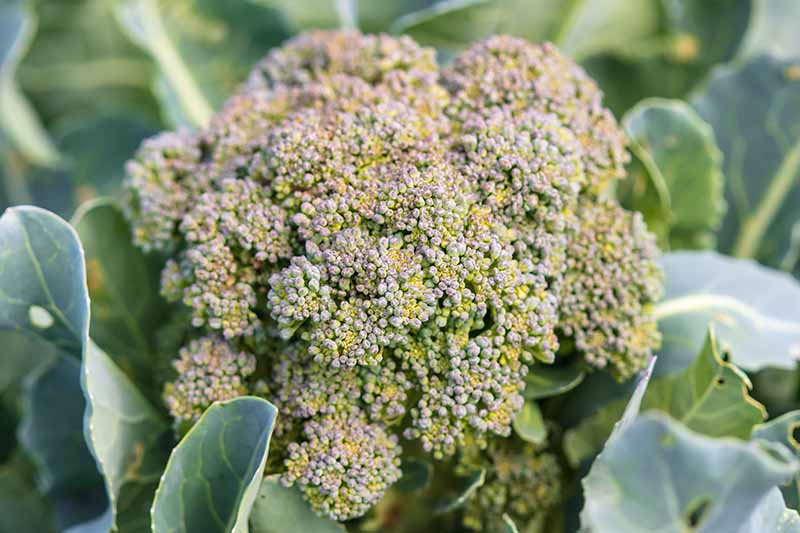 A close up of a broccoli head that has started to flower and turn slightly yellow instead of the usual deep green color, surrounded by foliage, fading to soft focus in the background.