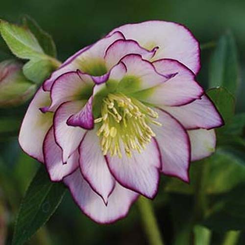 A close up of a hellebore flower with double petals in white with purple picotee edging on a soft focus background.