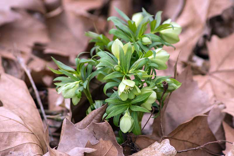 A close up of a small H. abruzzicus plant with light green flowers and darker green foliage, growing in the garden, surrounded by fallen leaves in soft focus.